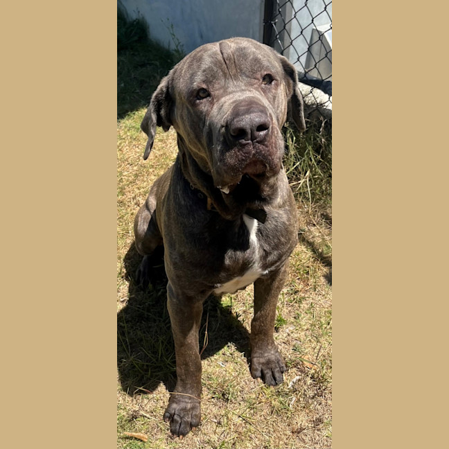 Photo of Koda (1068)