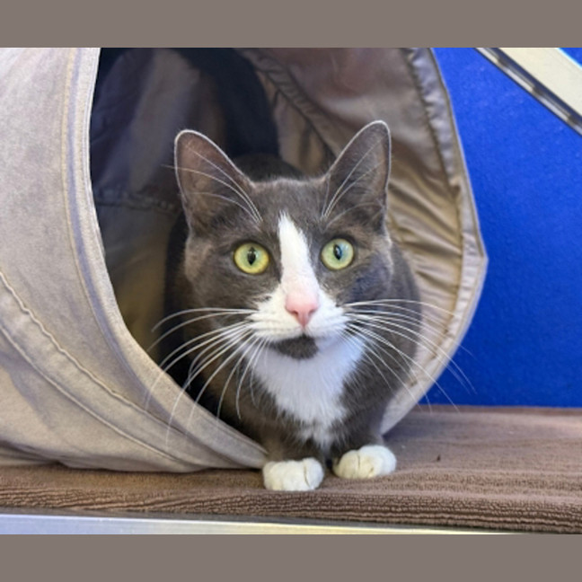 Photo of Luna 