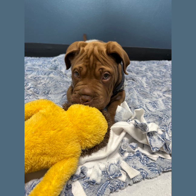 Photo of Teddy