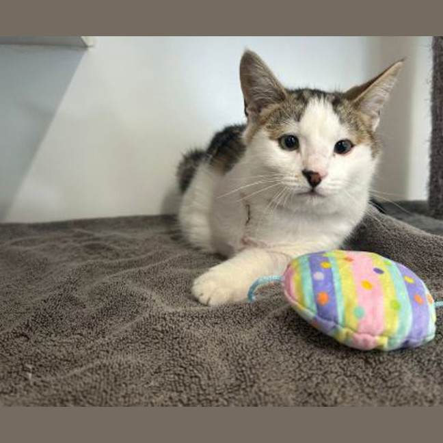 Photo of Little Bean