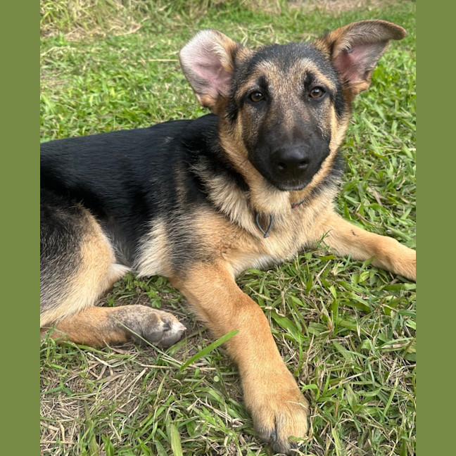 Photo of Gidget