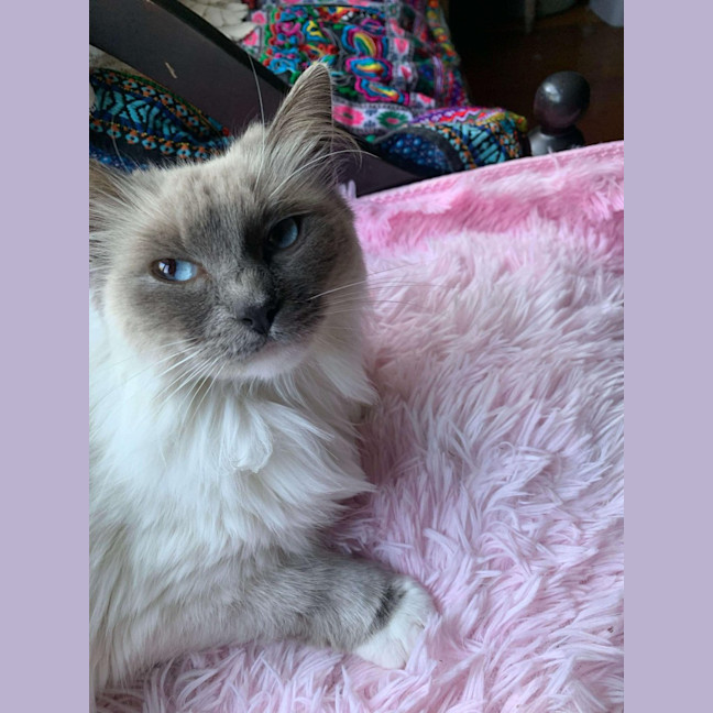 Photo of Mish (Ragdoll)