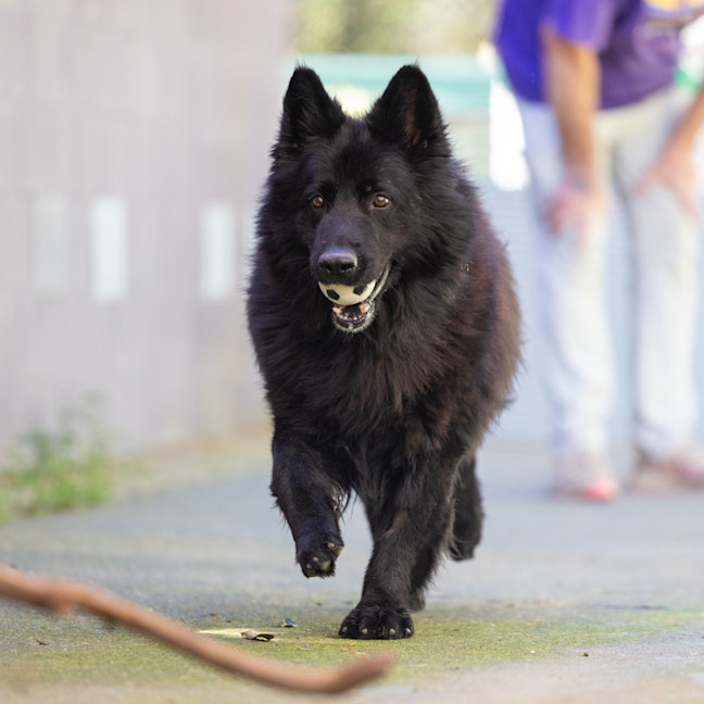 Photo of Wolfie