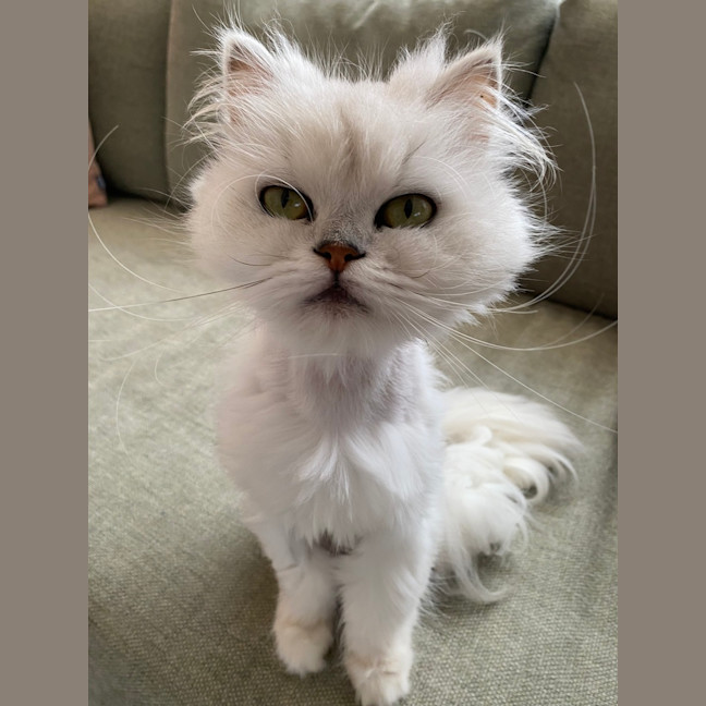 Photo of Miffy