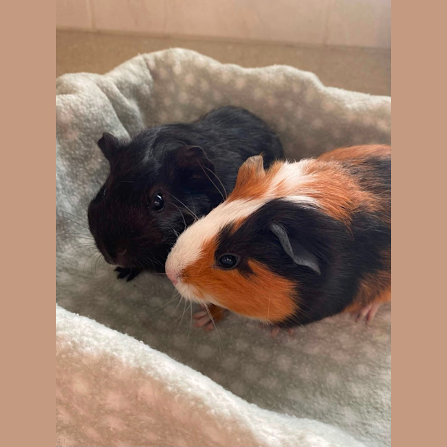 Photo of Peek & Boo