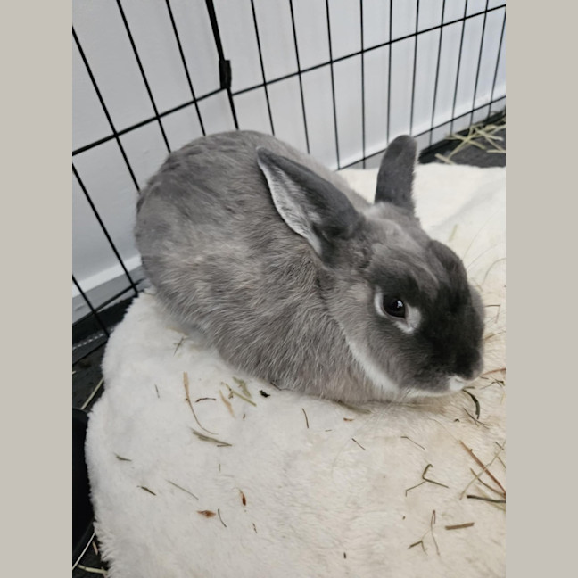 Photo of Shakira With Jlo