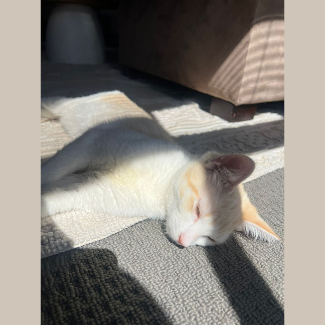 Photo of Alfie