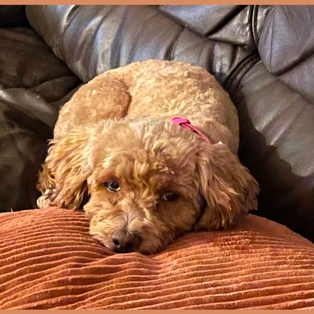 Pumpkin Pie - Small Female Poodle x Shih Tzu Mix Dog in VIC - PetRescue