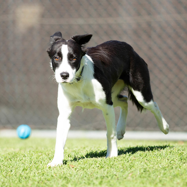 Photo of Petal
