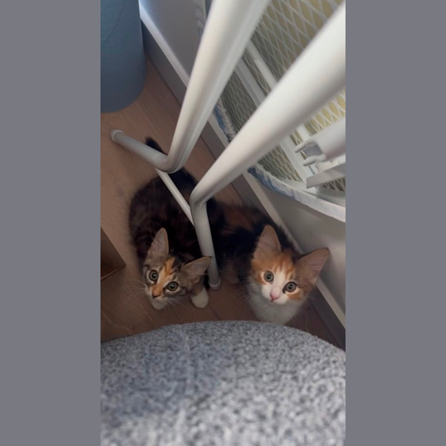 Photo of Jalapeno & Mozzarella