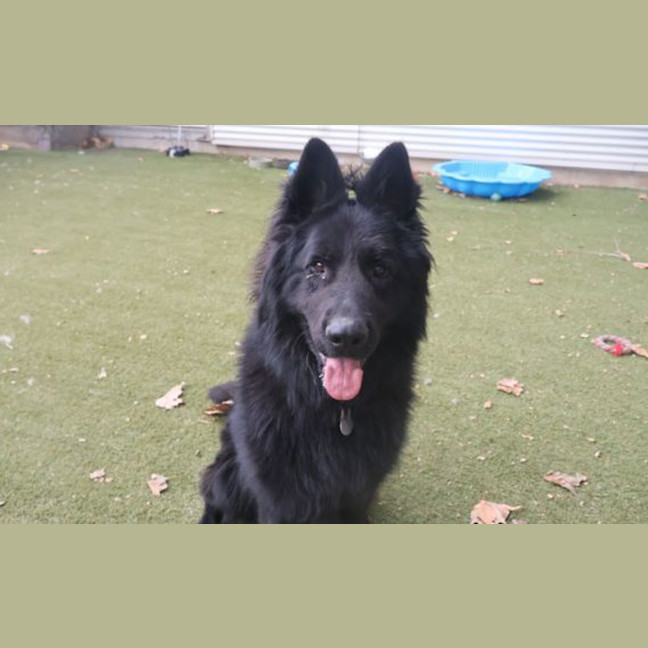 Photo of Maximus