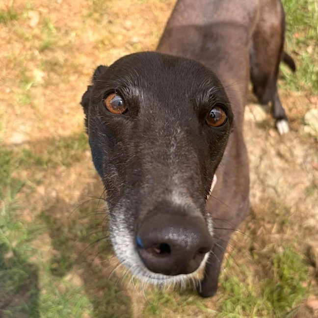 Photo of Lyra The Greyhound