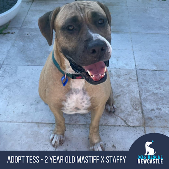 Photo of Tess   5 Year Old Mastiff X Staffy