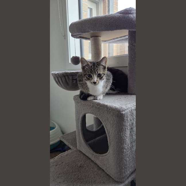 Photo of Koa