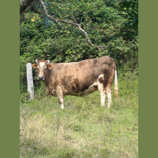 Photo of Cow