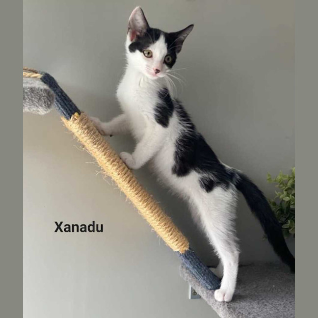 Photo of Xanadu