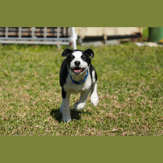 Photo of Dax