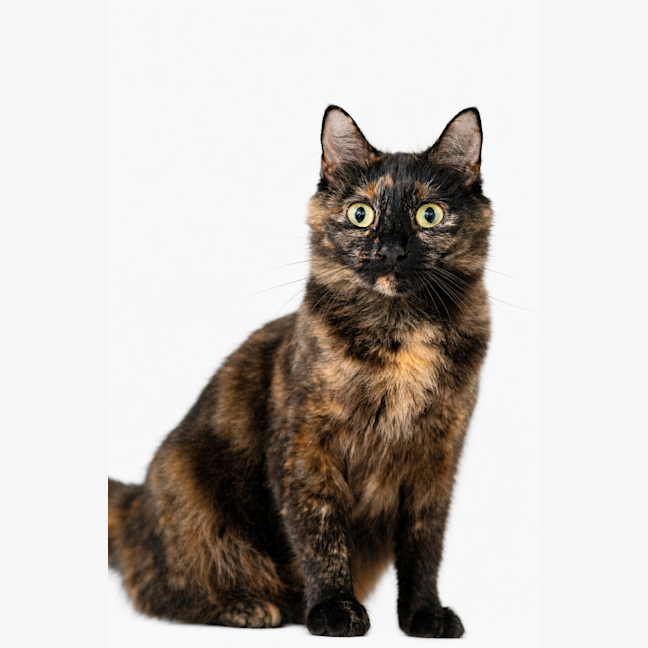 Photo of Reyna