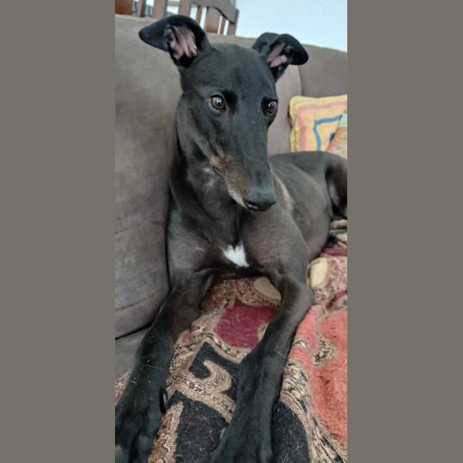 Photo of Sarah, The Greyhound