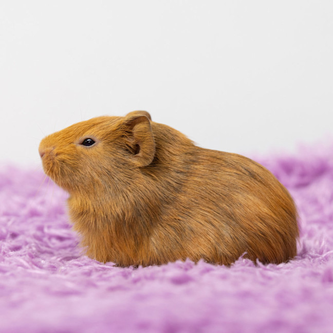 Photo of Bonny