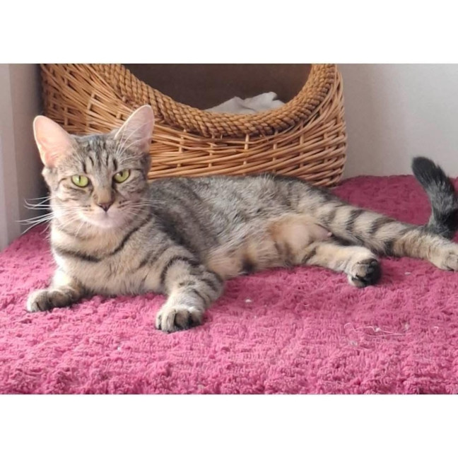 Photo of 13457   Tansy