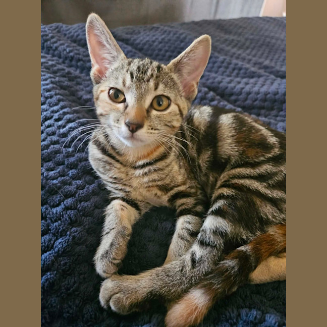 Photo of Ophelia
