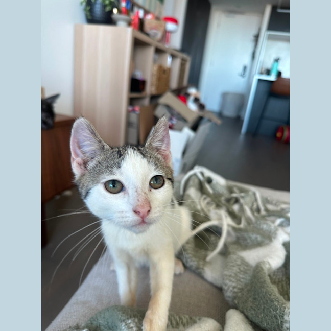 Photo of Bash