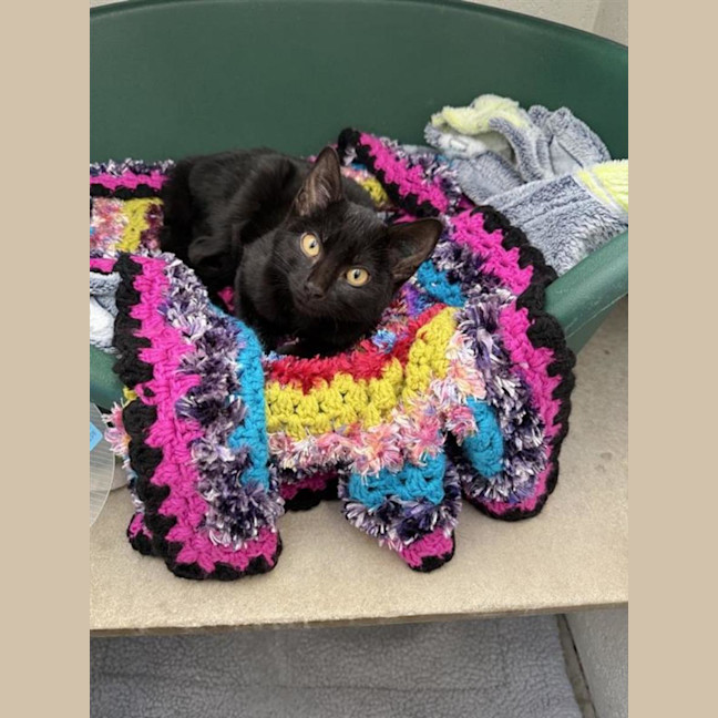 Photo of Delilah