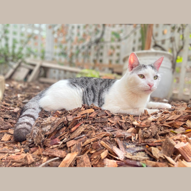 Photo of Maverick