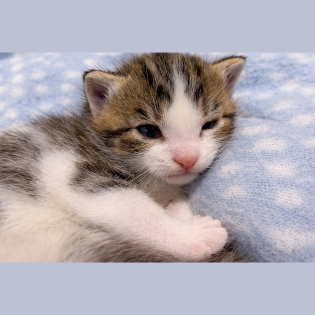 Photo of 🐾 Phoenix 🐾