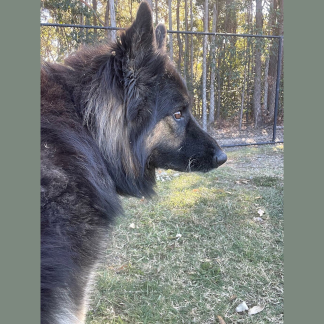 Photo of Loki