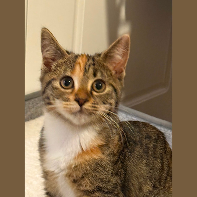 Photo of Skye