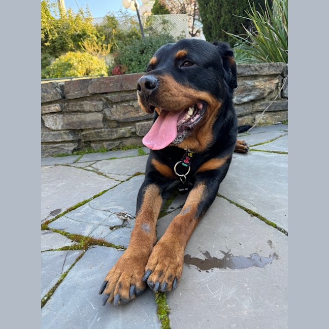 Photo of Nala 