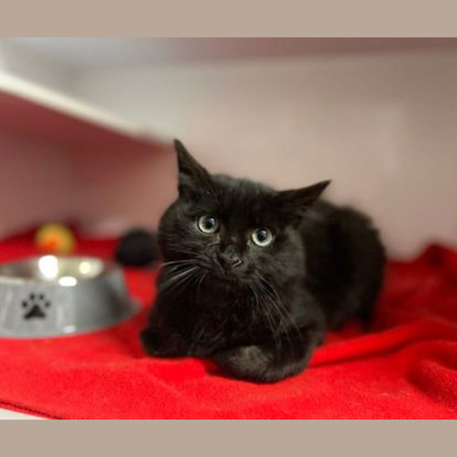 Photo of Jiji