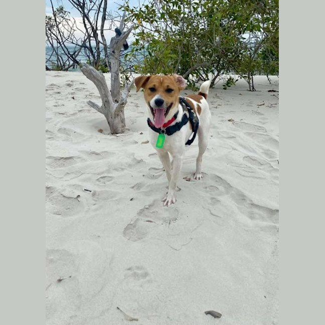 Photo of Dinky