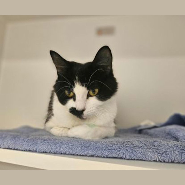 Photo of Chilled Out Cherry