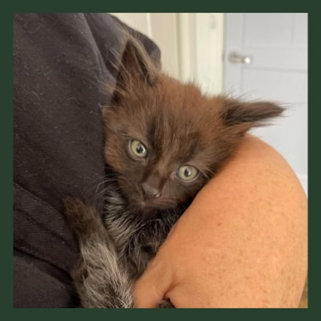Photo of Milo