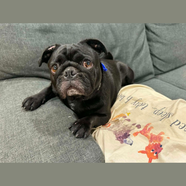 Photo of Peggy   5 Year Old French Bulldog X Pug