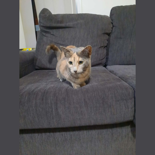 Photo of Sage
