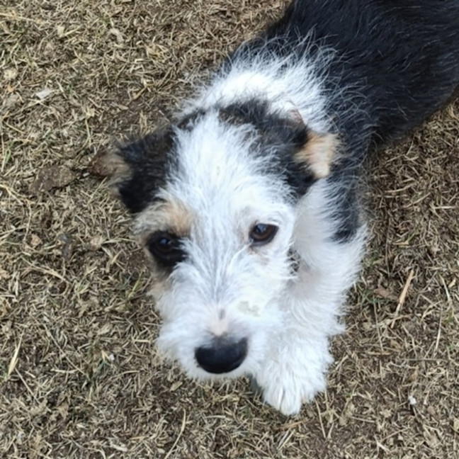 Photo of Tango 
