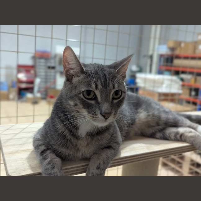 Photo of Arthur ** 2nd Chance Cat Rescue**