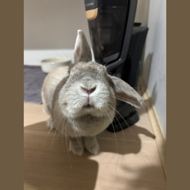 Photo of Kiwi