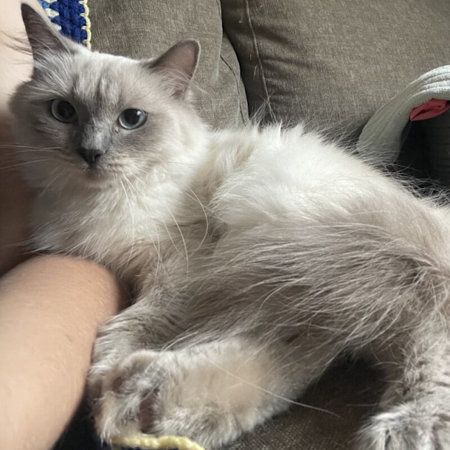 Photo of Little Lady Previously Ravioli