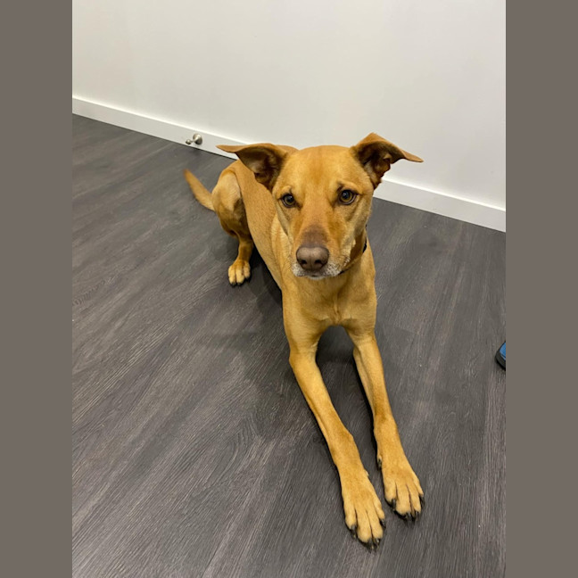 Photo of Skipper   3 Year Old Kelpie X (Trial)