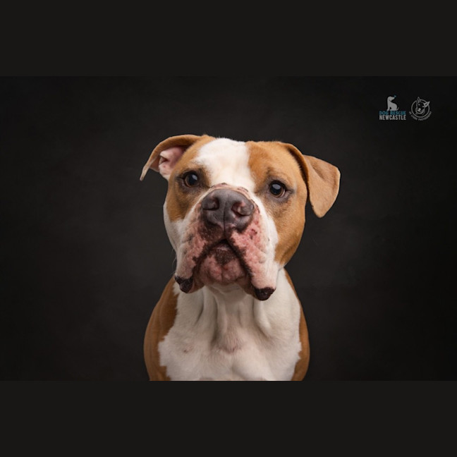 Photo of Scooby   2 Year Old American Bulldog