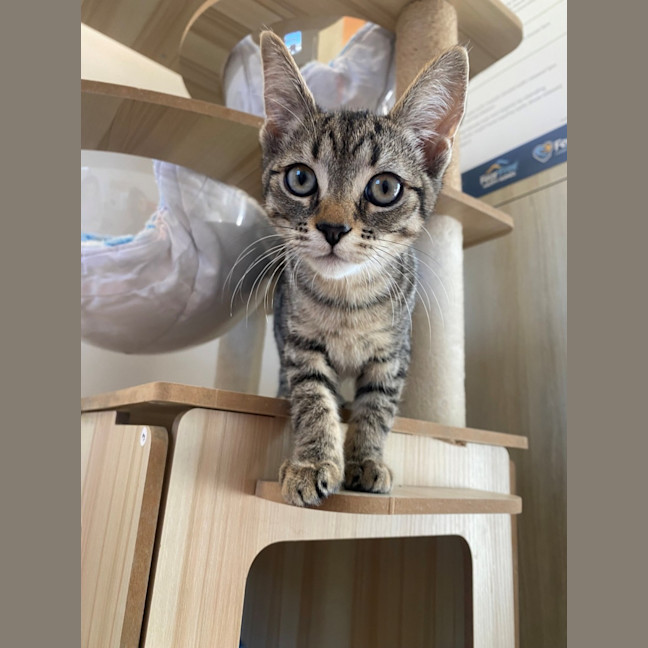 Photo of C1488 Venus