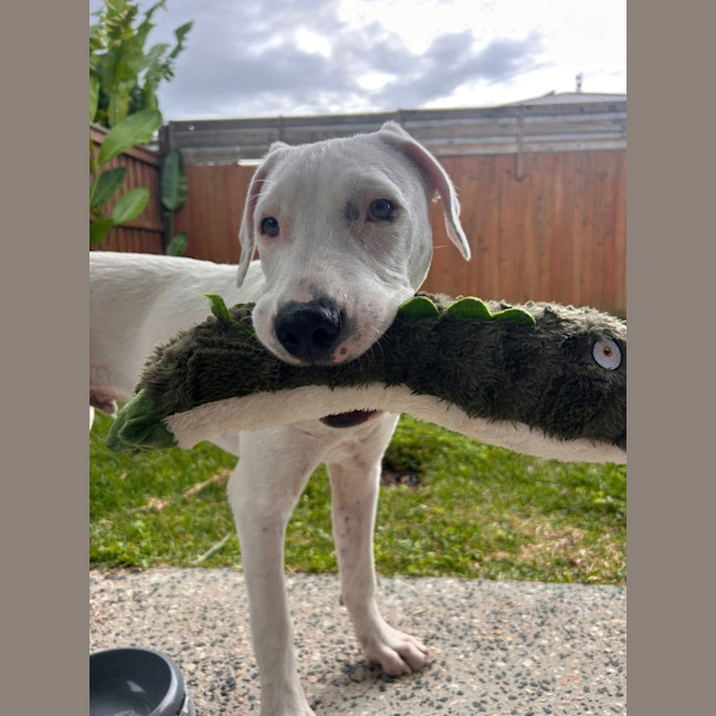 Photo of Chevy