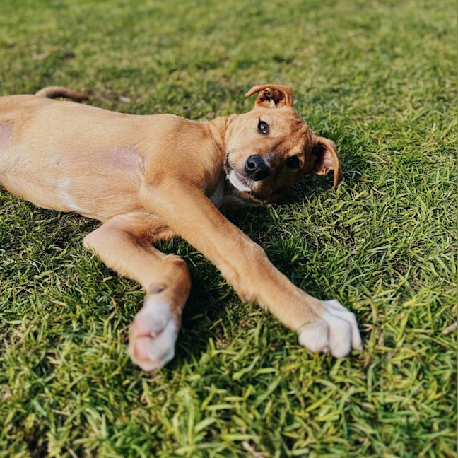 Photo of Comet