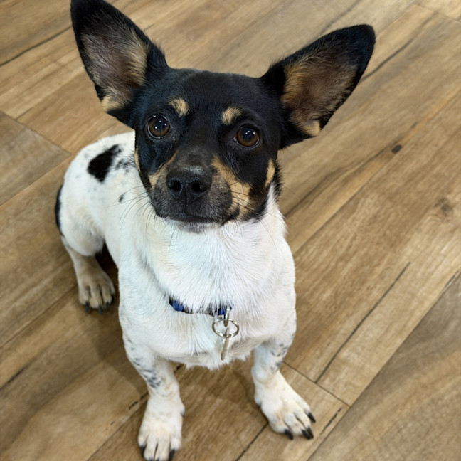 Photo of Spot