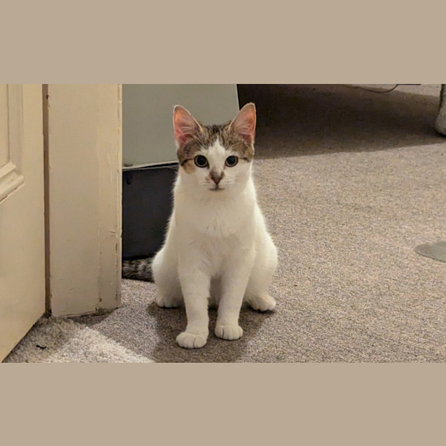 Photo of Penny